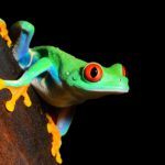 Can Developing Countries Leapfrog in Government Performance Management?